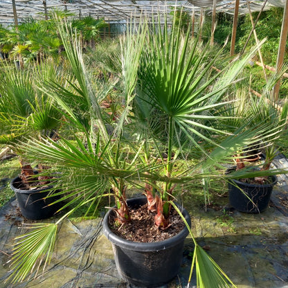 Washingtonia Robusta