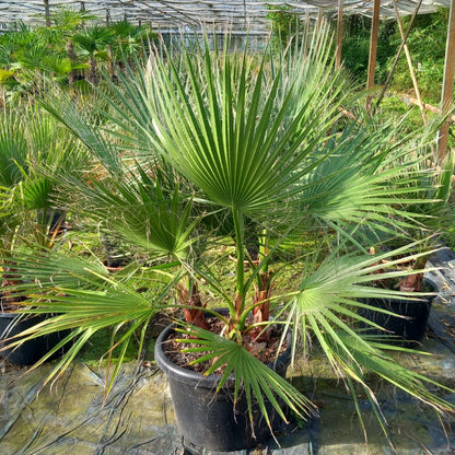 Washingtonia Robusta