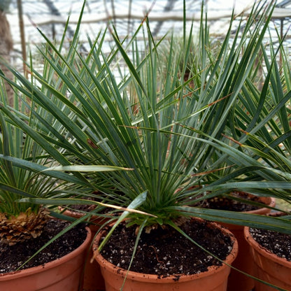 Yucca rostrata