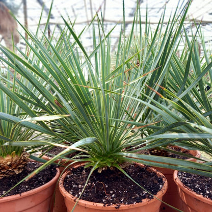 Yucca rostrata