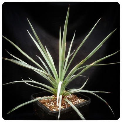 Yucca torreyi