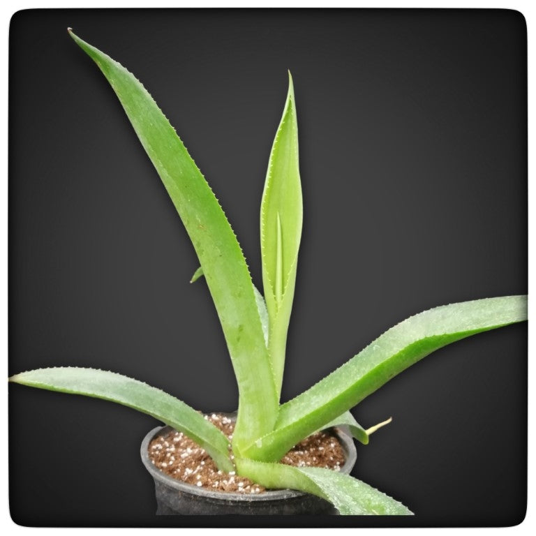 Agave mitis var mitis