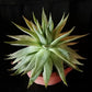 Aloe polyphylla