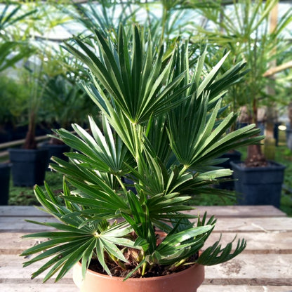 Chamaerops humilis vulcano