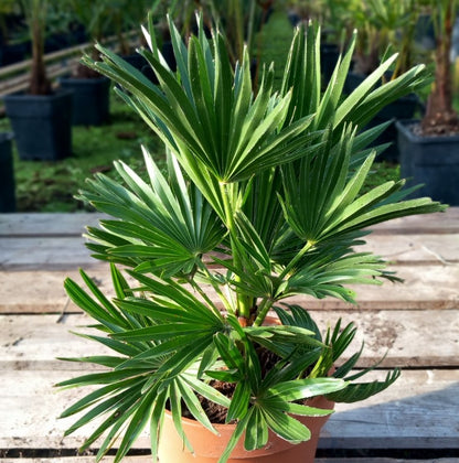 Chamaerops humilis vulcano