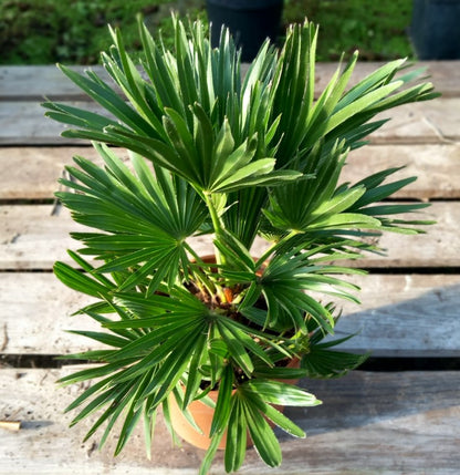 Chamaerops humilis vulcano