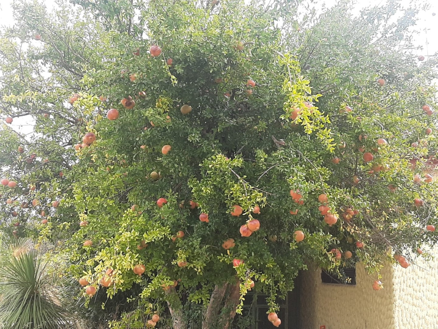 Pomegranate Punica granatum “pink satin”