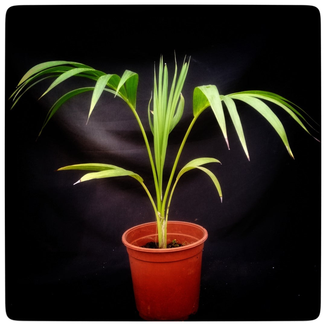 Kentia palm