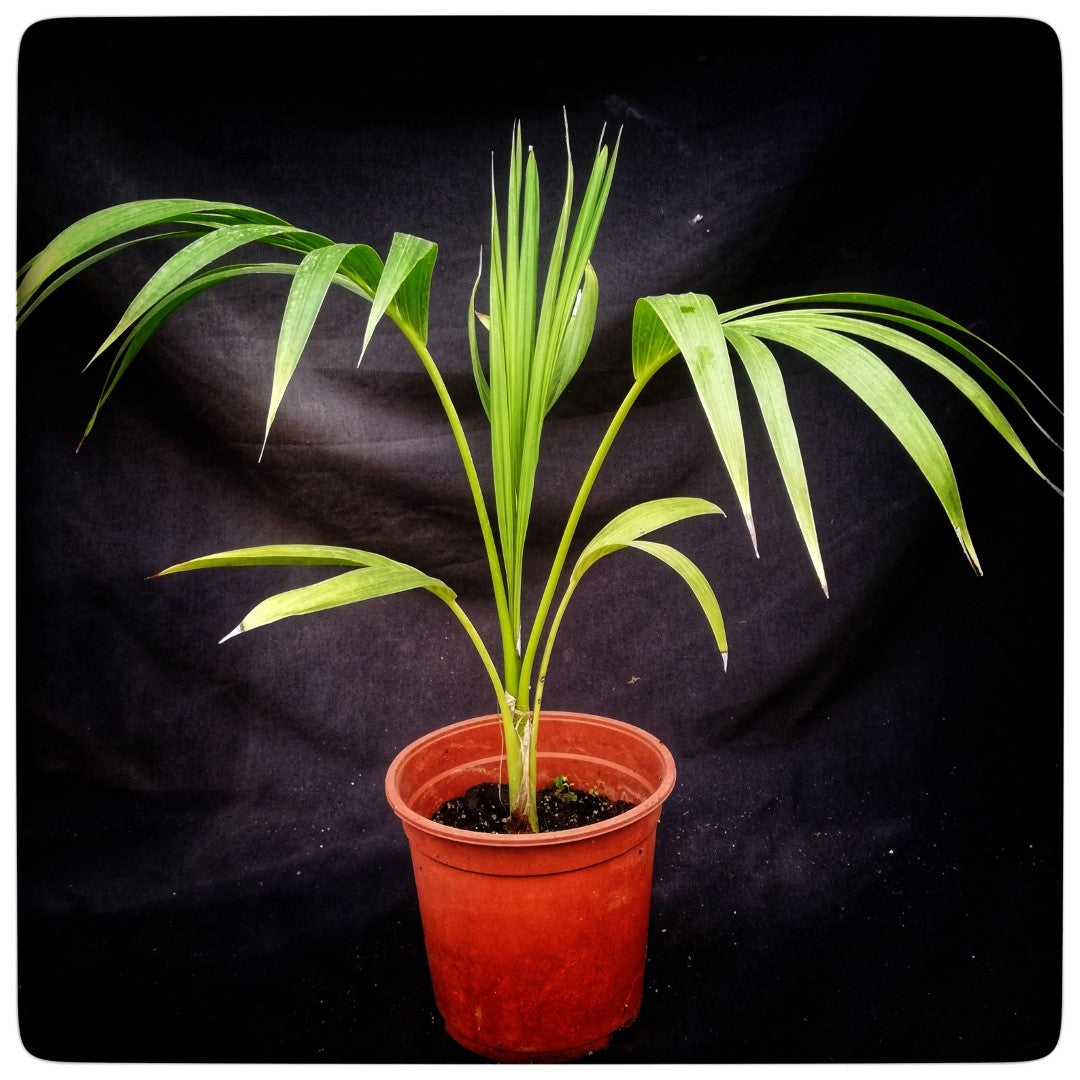 Kentia / Howea forsteriana