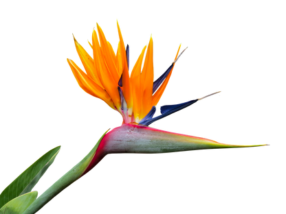 Strelitzia reginae, 30ltr. pot, multiple plants per pot, plant height 100-140 cm