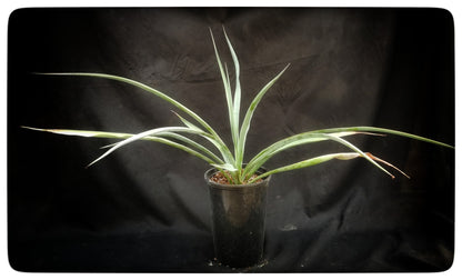 Yucca capensis