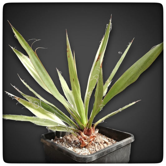 Yucca carnerosana Tropical Centre