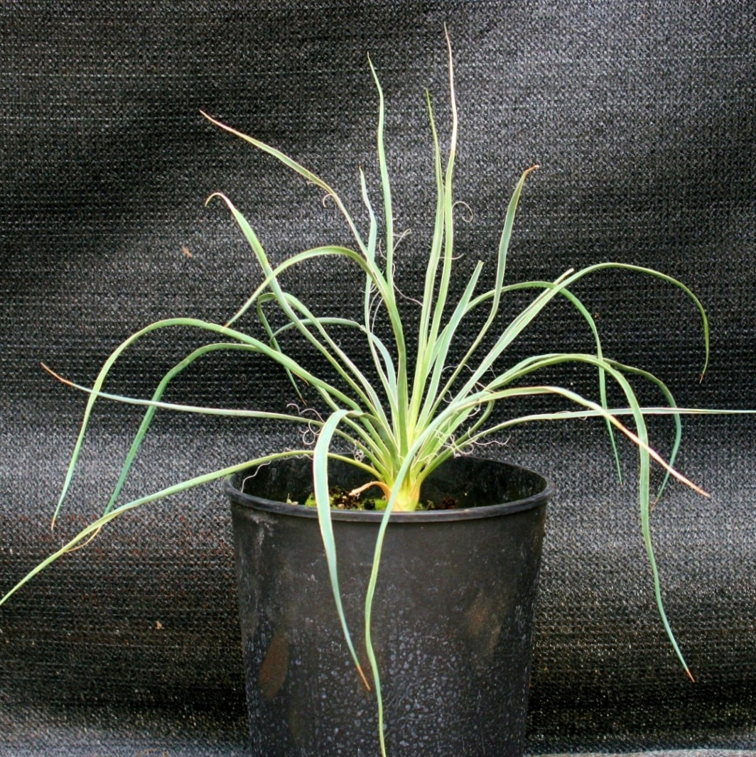 Yucca elata