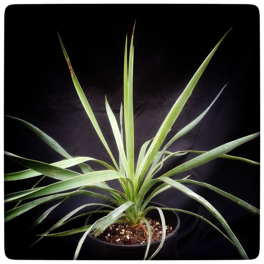 Yucca hybrid: linearifolia galeana x treculeana, 3 years, 3 ltr. pot