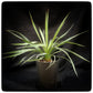 Yucca hybrid: linearifolia galeana x treculeana, 3 years, 3 ltr. pot