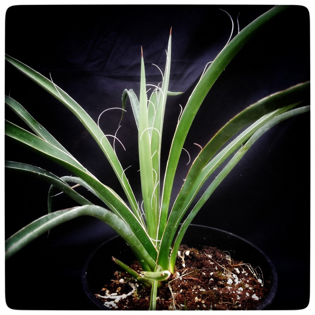 Yucca potosina