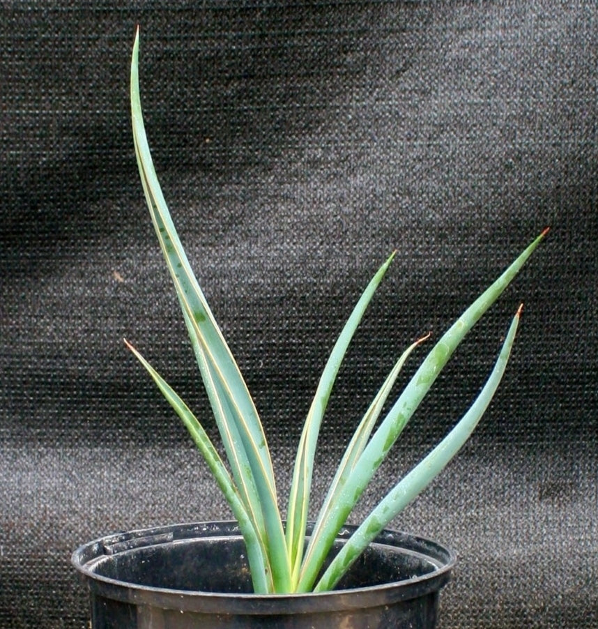 Yucca schidigera